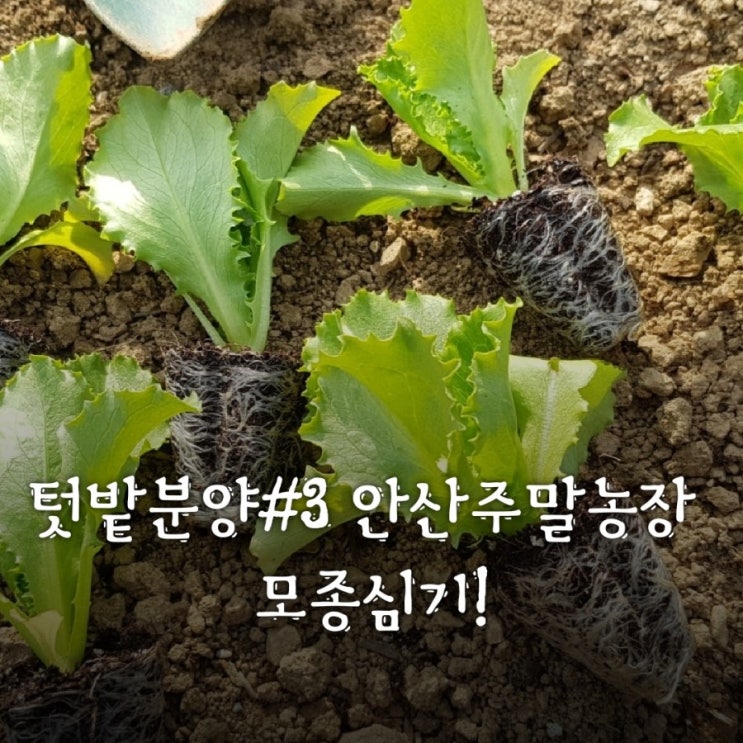  텃밭분양#3/ 안산주말농장 모종심기!