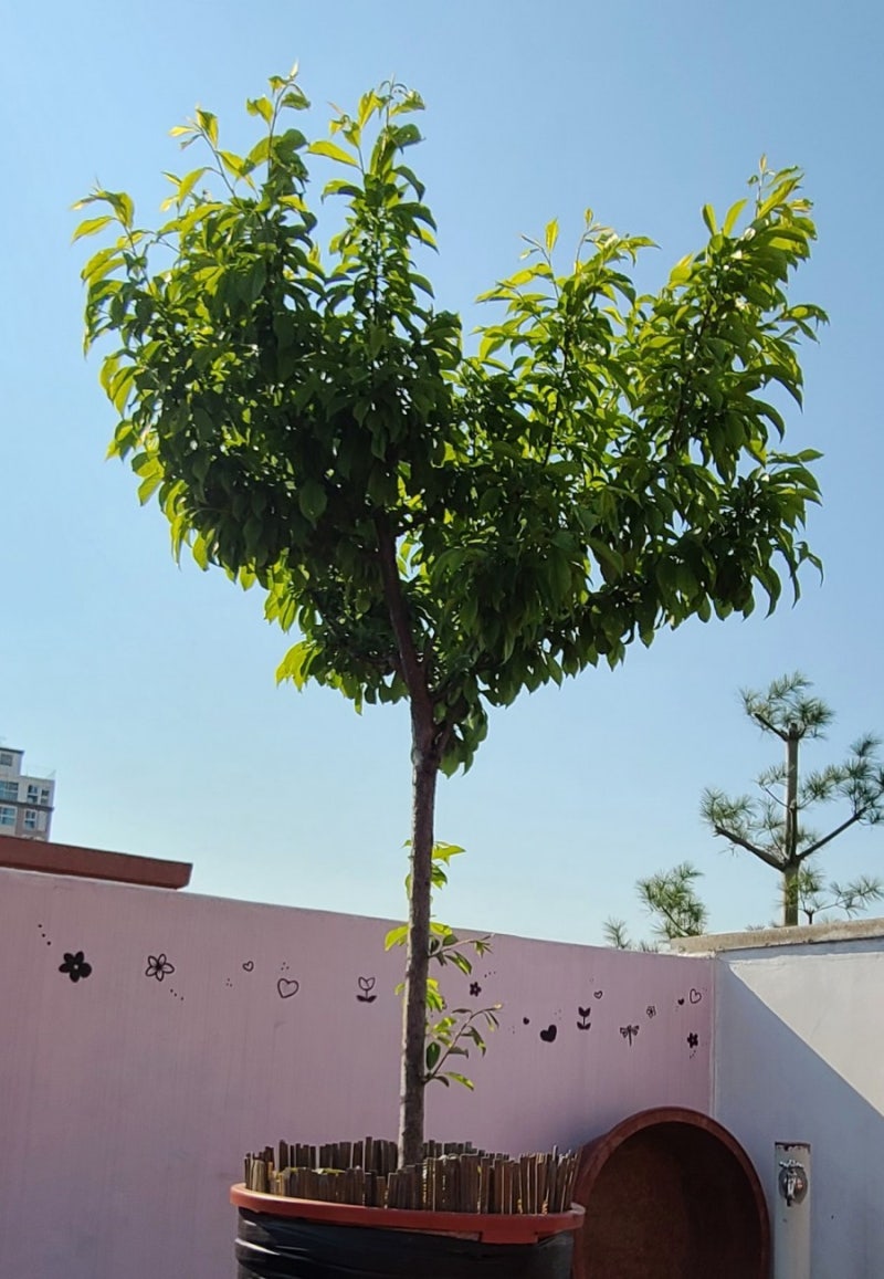 옥상에서 자두나무 키우기 : 네이버 블로그