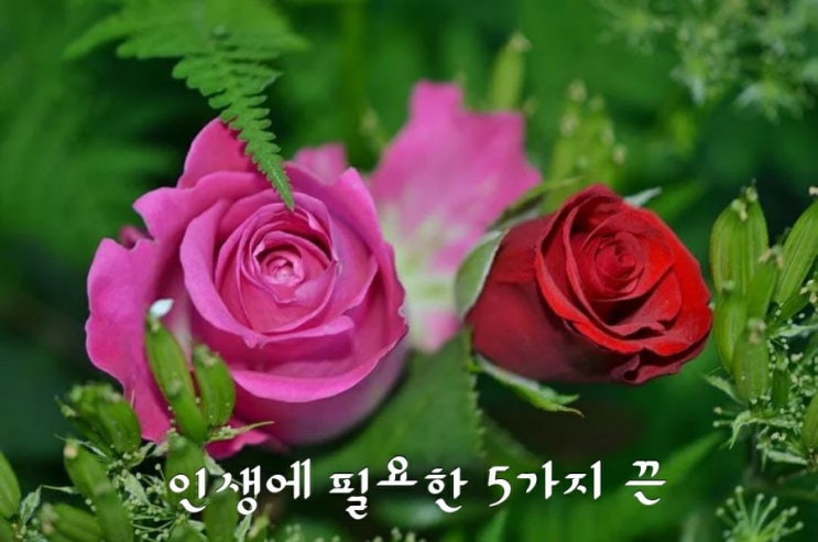 인생에 필요한 5가지 끈 인생에 필요한 5가지 끈