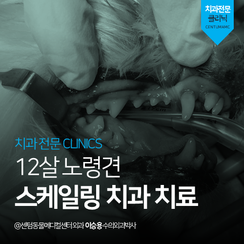 [치과] 12살 노령견 스케일링 치과 치료 (부산 연제구 거제동 연산동 강아지 분과전문 동물병원)