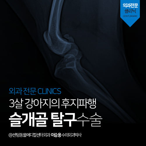  [외과] 슬개골 탈구 수술 - 3살 강아지의 후지파행 (부산 남구 슬개골 탈구 전문 동물병원 센텀동물메디컬센터)