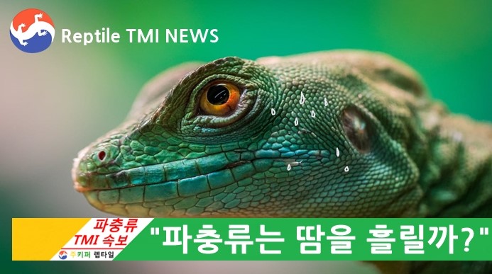 Reptile TMI NEWS (47회) - 사냥을 하는 파충류, 도마뱀들은 땀을 흘릴까?