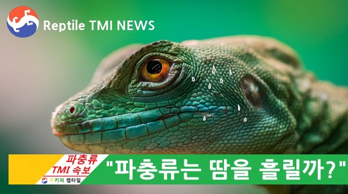  Reptile TMI NEWS (47회) - 사냥을 하는 파충류, 도마뱀들은 땀을 흘릴까?