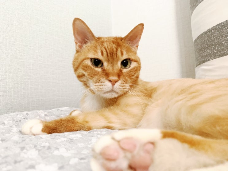  자다깨도 잘생김 또냥