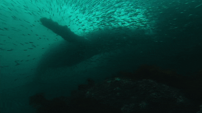 열빙어를 사냥하는 혹등고래