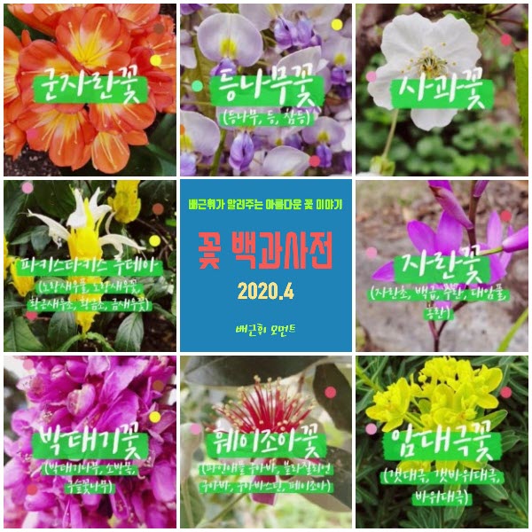 꽃 백과사전 4월 꽃 이야기(2020.4) -배근휘 모먼트