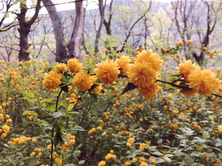 [대전 근교] 공주 갑사에서 새벽 산책, 황매화 꽃구경 가볼만한 곳
