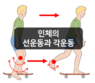  인체에서 동시에 일어나는 선운동과 각운동!!