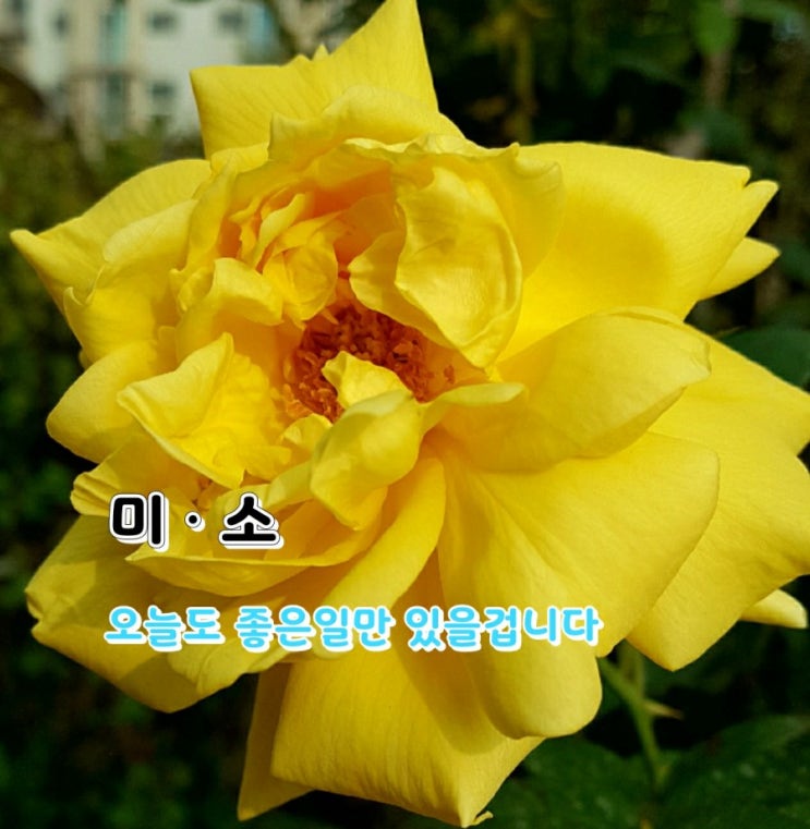 미ᆞ소 미ᆞ소
