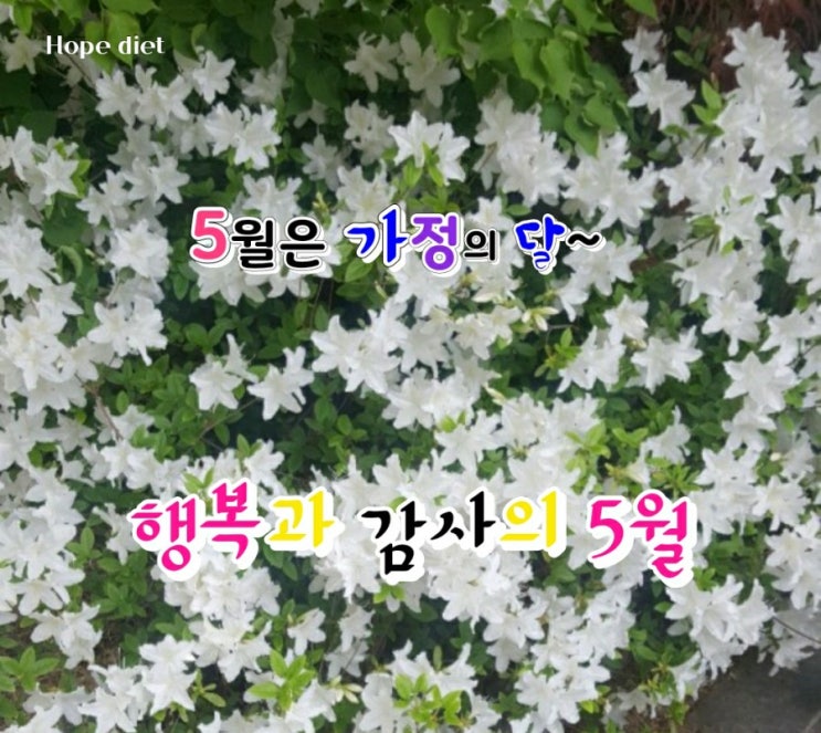 장미의 계절 5월 장미의 계절 5월