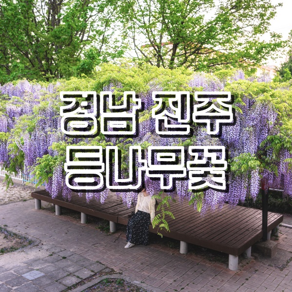  보랏빛 가득 아름다운 등나무꽃을 보러 떠난 경남 진주 여행