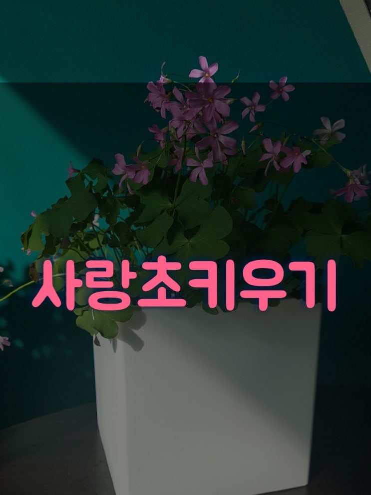 땅콩사랑초 보위에나 큰잎사랑초 이름이 뭐든  처음으로 꽃을 보여주려나봐! 청사랑초와 자색사랑초,진판델사랑초 보라사랑초종류