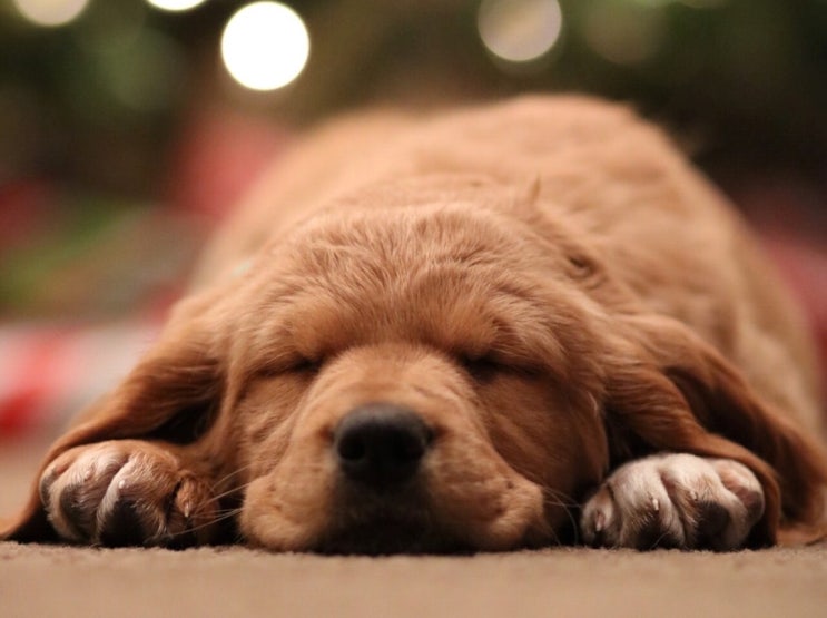 개 강아지도 잠을 잘때 꿈을 꾸나요?