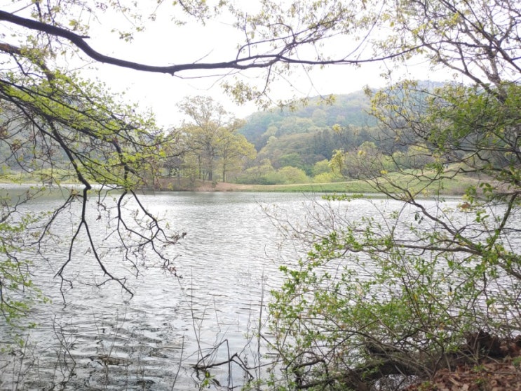  [충남 서산] 용유지의 봄 풍경