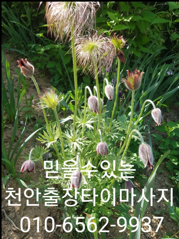  천안 출장마사지천안  출장 안마 천안 출장타이마사지 치앙마이