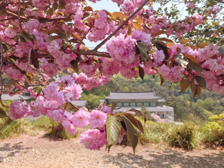 [천안] 각원사 겹벚꽃 명소 꽃구경 데이트코스 가볼만한곳