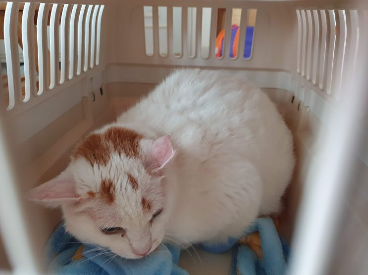  [운정] 운정한빛동물병원 흰둥이 진료 후기