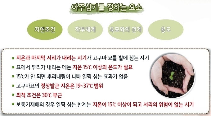 자색 고구마 심는 시기 및 파종시기, 고구마 심는 방법, 심기 : 네이버 블로그 자색 고구마 심는 시기 및 파종시기, 고구마 심는 방법, 심기 : 네이버 블로그