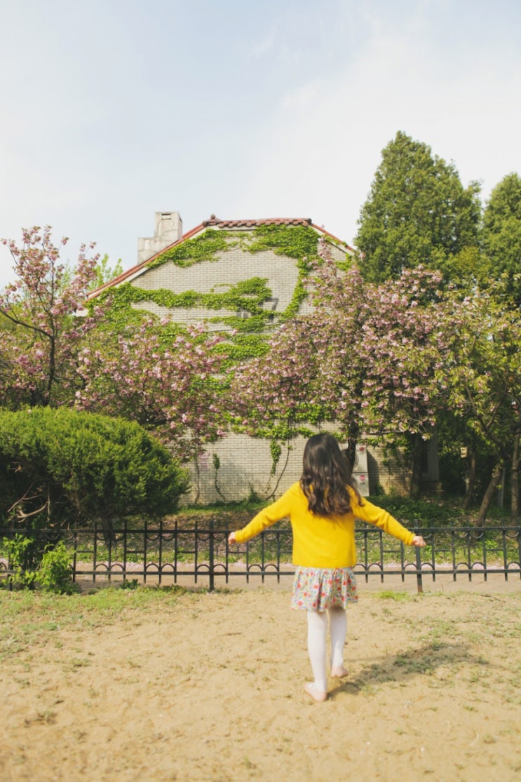  [겹벚꽃명소] 광명 철산주공8단지 다녀왔어요!