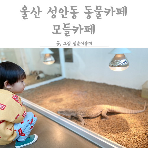  동물카페가 생겼어요 성안동 모들카페