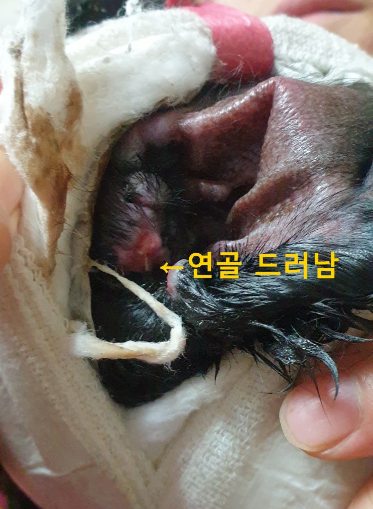 깜자 수술 부위 실밥 터짐, 연골 드러남