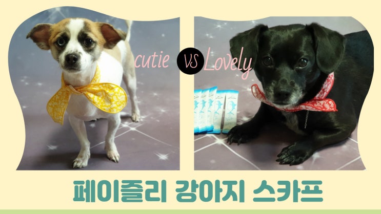 페이즐리 강아지 스카프로 강아지모델 포인트주기(w. 펫츠베이 스토어팜 오픈이벤트 ) 페이즐리 강아지 스카프로 강아지모델 포인트주기(w. 펫츠베이 스토어팜 오픈이벤트 )
