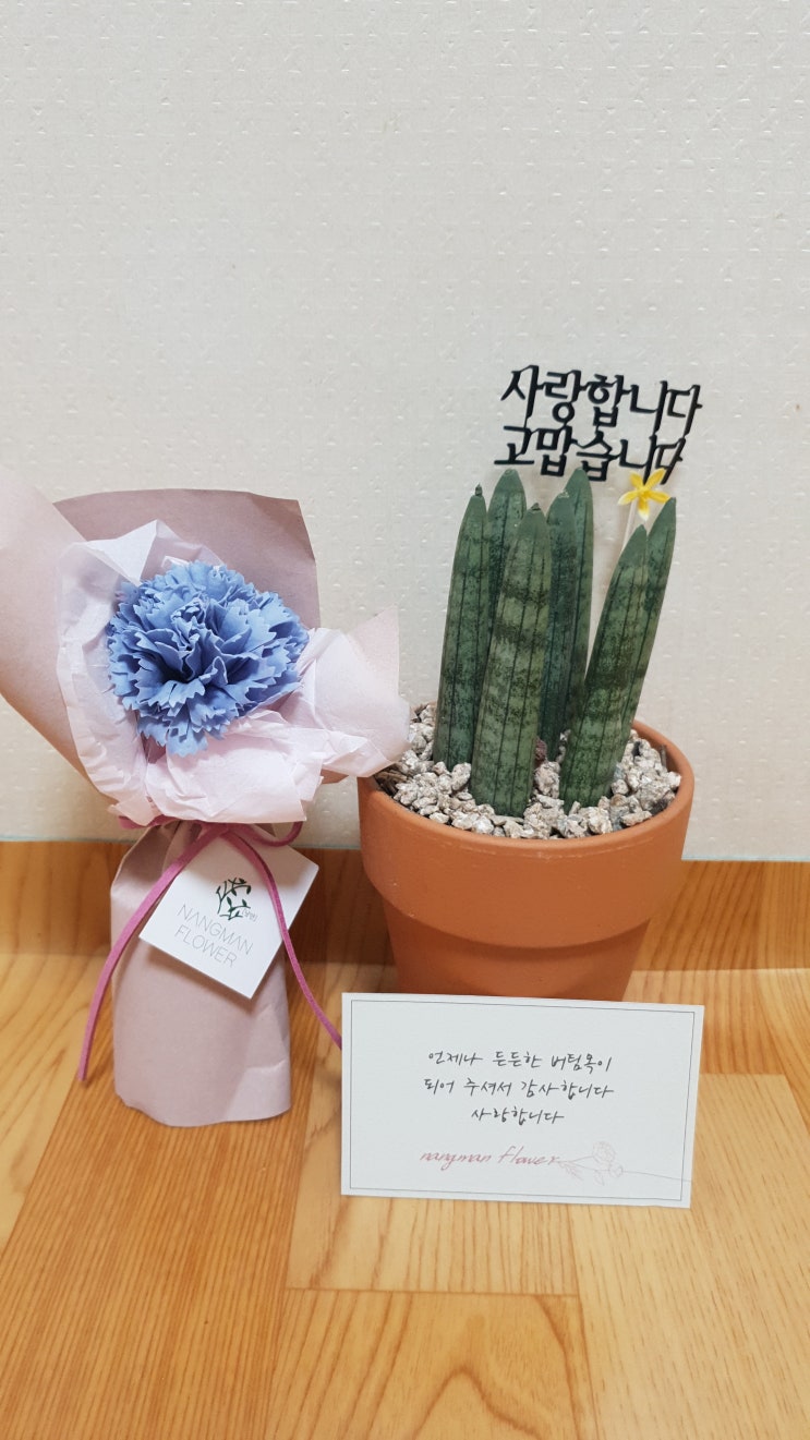  어버이날 선물은 사랑이 듬뿍 담긴 반려 식물로 어떠신가요? " 낭만 "