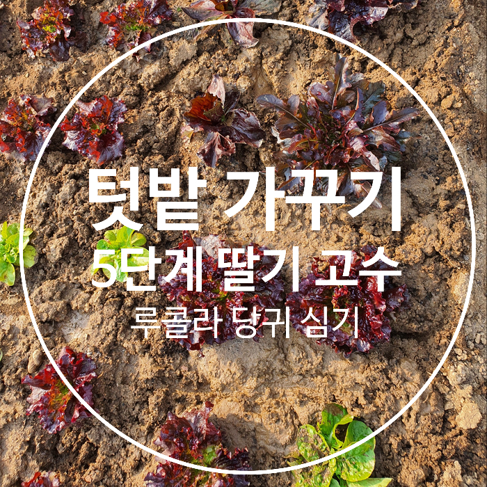 주말농장 텃밭 가꾸기 5단계 딸기 루콜라 고수 당귀 심기