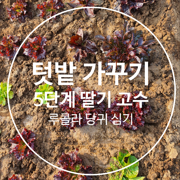  주말농장 텃밭 가꾸기 5단계 딸기 루콜라 고수 당귀 심기