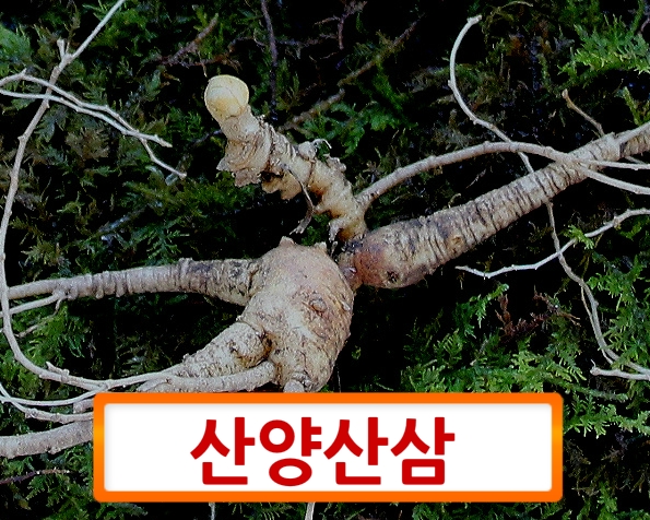  산양산삼 에 관하여 올립니다.