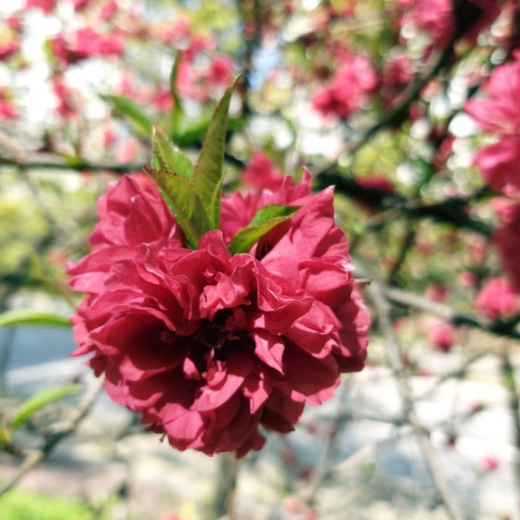 [겹벚나무/겹벚꽃나무] 산벚나무 개량한 4월 봄꽃 겹벚꽃