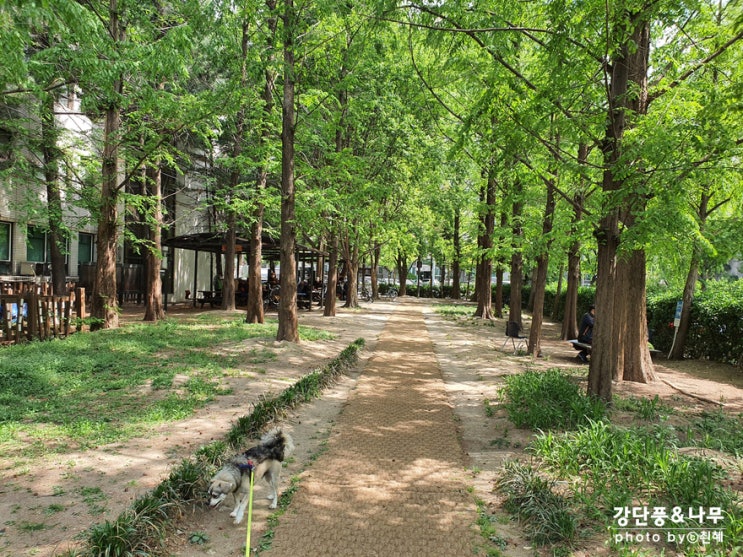  나이가 들면 꽃사진을 100장씩 찍는다는데.