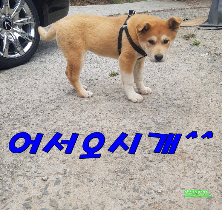 일상 - welcome우분농장 유채꽃과 닮은듯 다른 갓꽃,철쭉