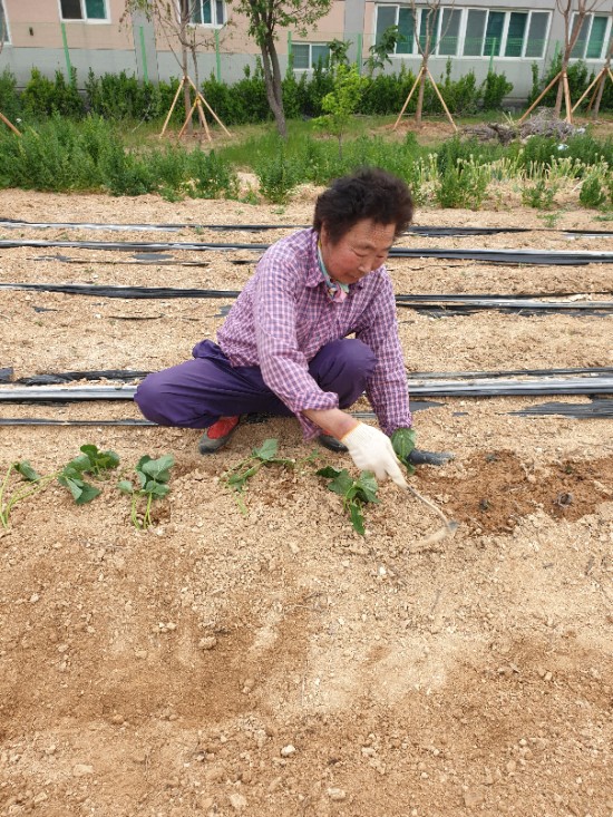  고구마 심기