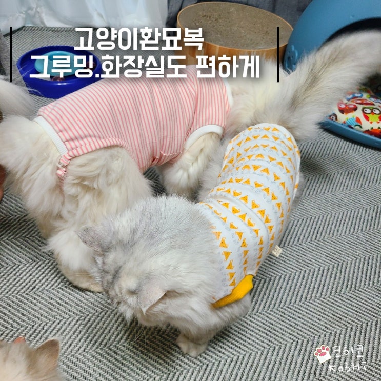  고양이 환묘복] 넥카라대신! 그루밍,화장실 사용도 편하게 해주고 싶다면! 리뉴얼된 조절끈 아리캣
