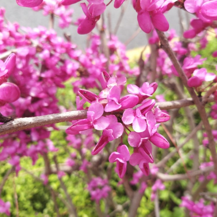 [박태기나무 / 유다나무] 성장과정  4월에 피는 핫핑크 자주색의 꽃나무