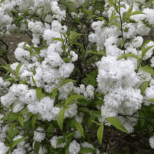 [옥매] 봄에 피는 흰색의 4월 겹꽃 옥매화