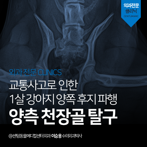  [외과] 1살 강아지 양측 천장골 탈구 - 교통사고로 인한 양쪽 후지 파행 (부산 수영구 남구 연제구 골절 탈구 수술 전문 동물병원)
