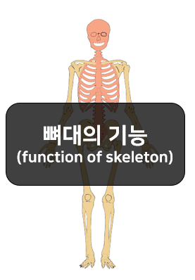 뼈대계통과 뼈와 뼈대의 기능 알아보기!!