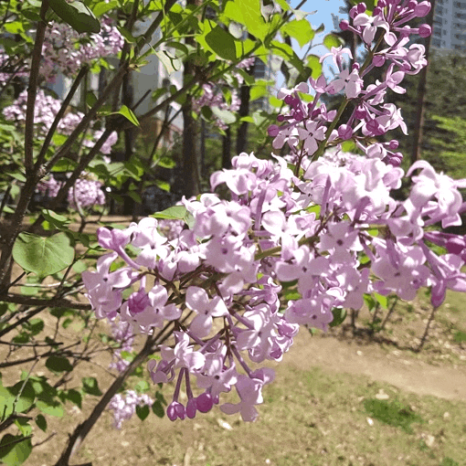 라일락/수수꽃다리/미스김라일락 꽃향기 가득한 4월 봄꽃나무