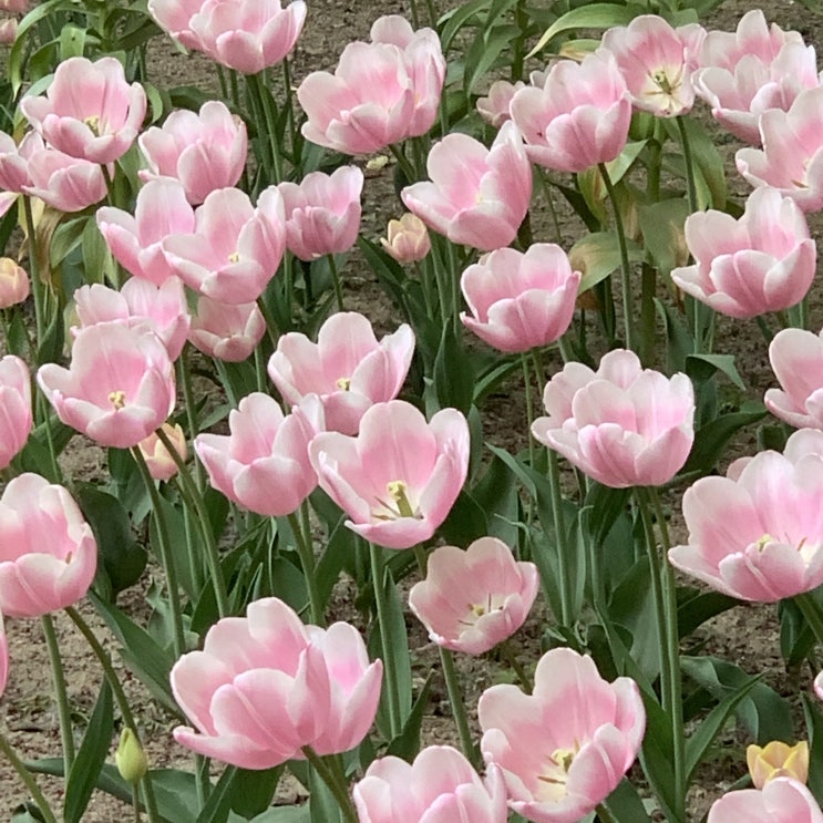  서울숲 튤립 밭 리얼 후기. 서이추환영.