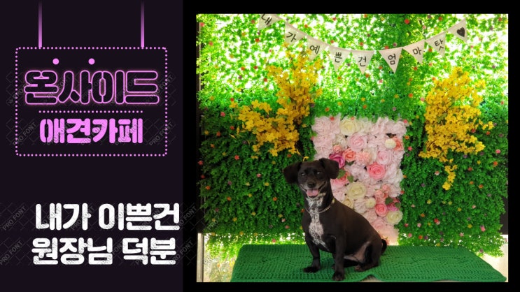 남양주 애견카페 온사이드에서 강아지미용도 하고, 애견운동장에서 신나게 뛰뛰한 사월양 남양주 애견카페 온사이드에서 강아지미용도 하고, 애견운동장에서 신나게 뛰뛰한 사월양