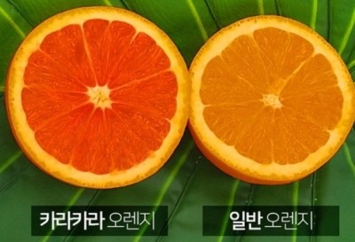  맛과 영양이 두배 "카라카라오렌지" 