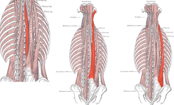 02. 척추세움근 : 척추기립근