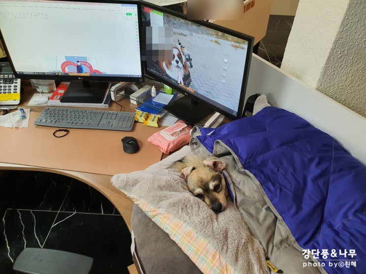  애견동반회사 월급도 받고 점심엔 산책도 해요.