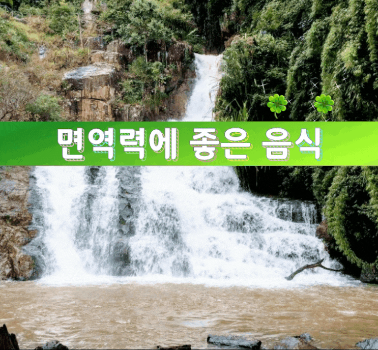 면역력에 좋은 음식 면역력에 좋은 음식