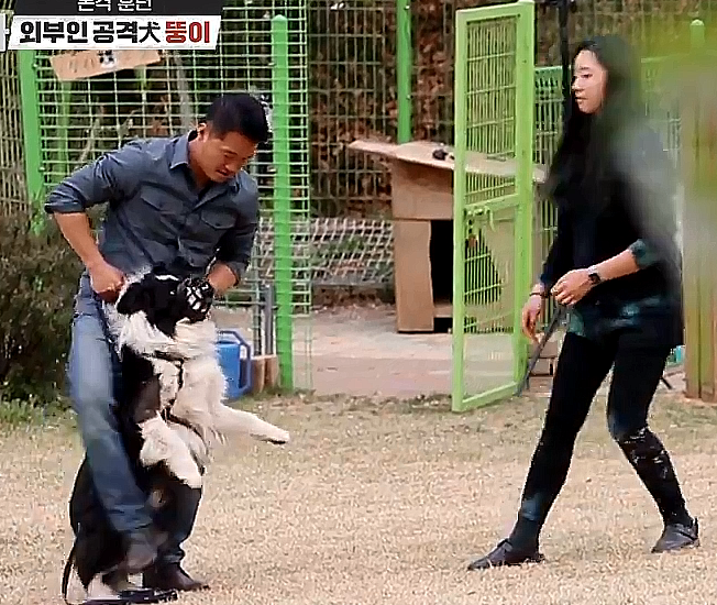 개는 훌륭하다 보더콜리 뚱이 - 개훌륭 사람 무는 개 개는 훌륭하다 보더콜리 뚱이 - 개훌륭 사람 무는 개