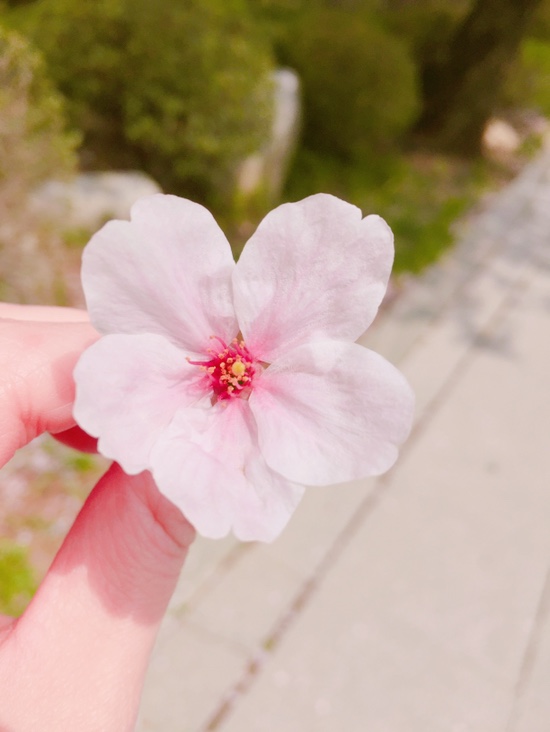  일상로그 벚꽃사진, 언제나 예쁜 봄꽃
