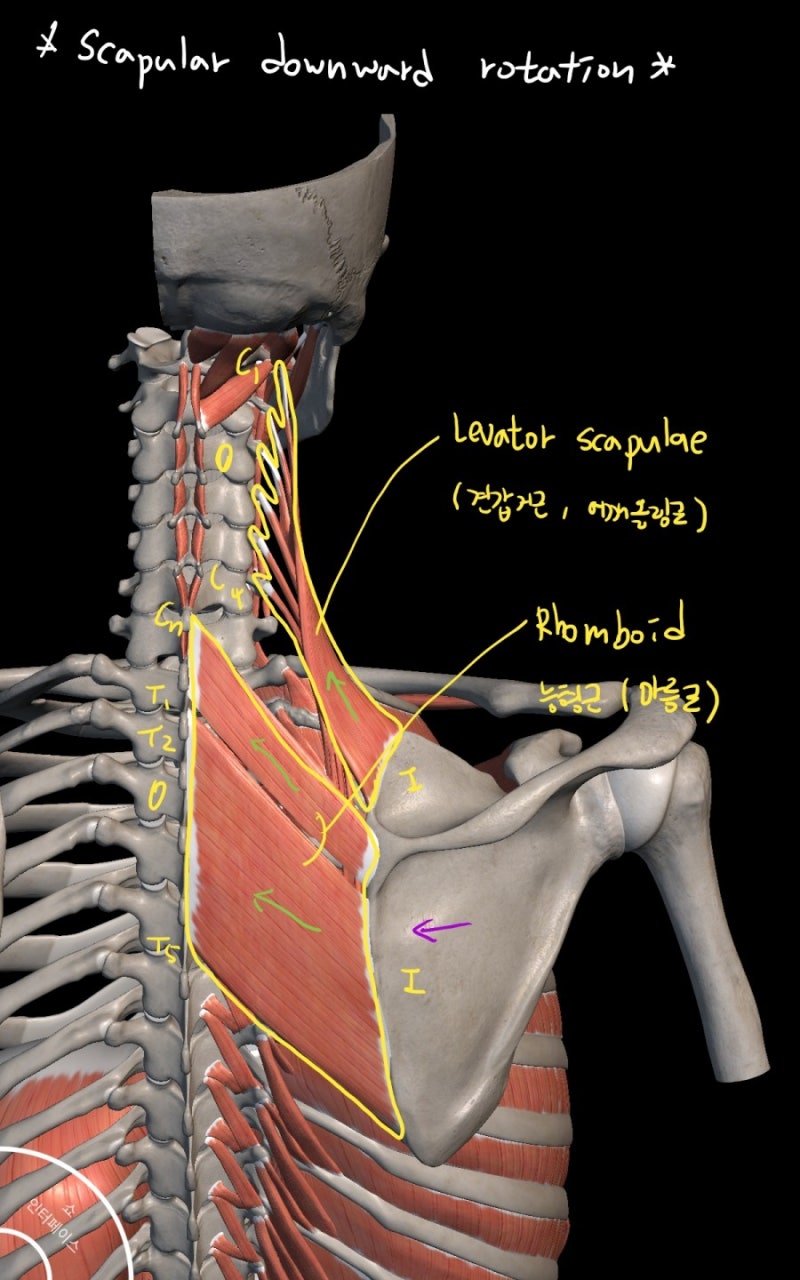 견갑골(어깨뼈)의 상방회전(Scapular upward rotation)과 하방회전(Scapular downward ...