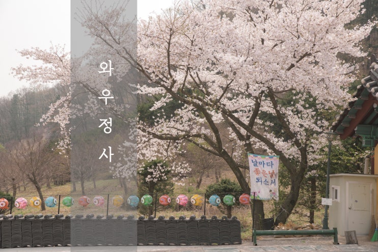  용인 와우정사 - 용인 가볼만한곳 / 용인 여행 / 부처님 오신 날